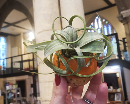 An upside down cup demonstrating a large air plant