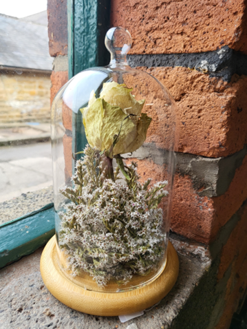 Dome containing a single rose with base foliage