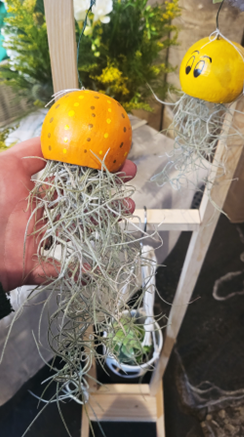 A demonstration of two yellow air plant in cups